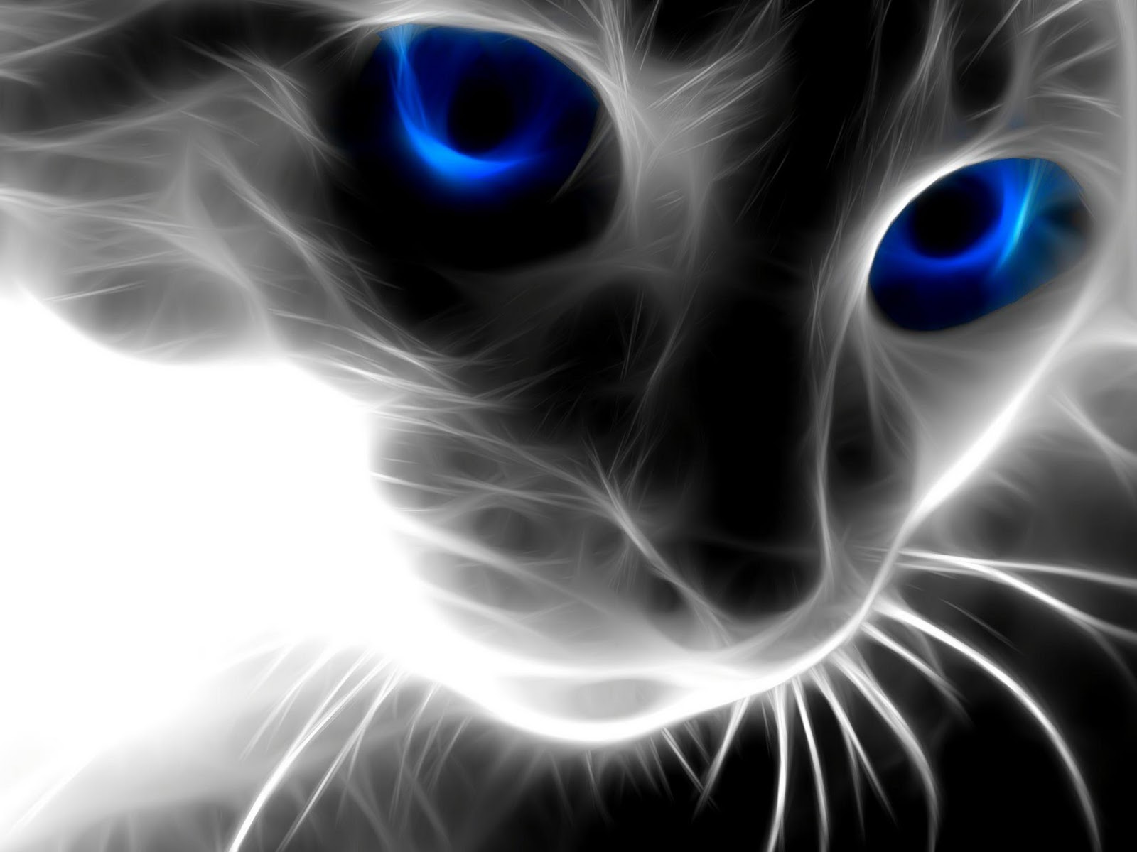 http://4.bp.blogspot.com/_W9-uwGB2bVA/TTnErF739eI/AAAAAAAAB2c/rWvDUDiaPms/s1600/Magic_Cat_wallpaper_windows_7.jpg