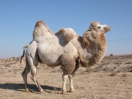 Camels have been domesticated