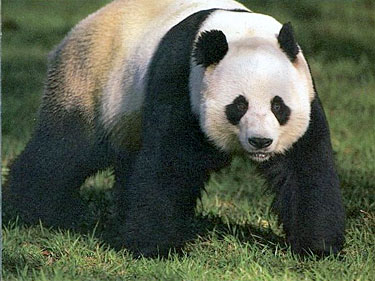 giant panda bear