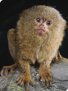 pygmy marmoset pet
