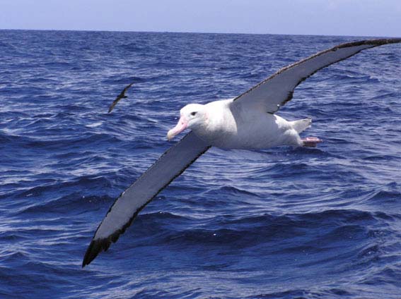 Albatross