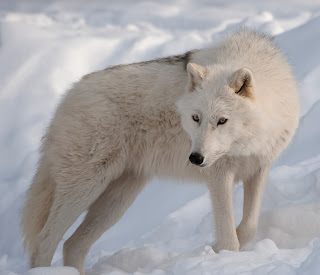 Kila's Biography  Arctic+wolf