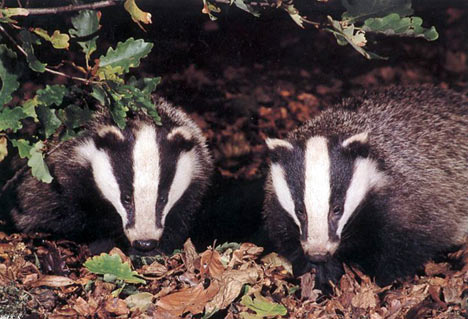 Badger Badger