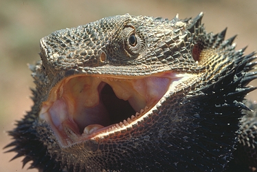 bearded-dragon-teeth6.jpg