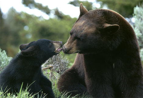 black bear mom cub