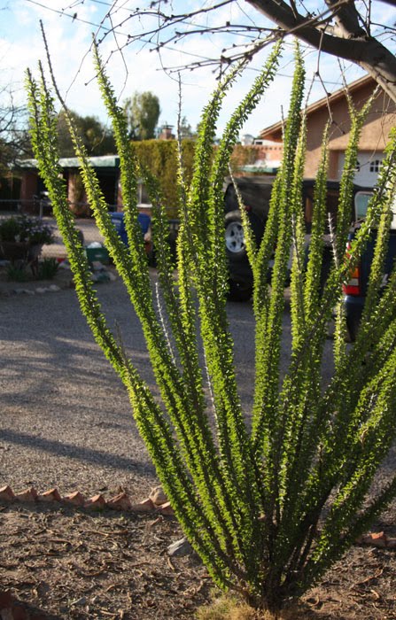 [Ocotillo1.jpg]