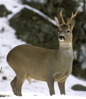 external image corzo.jpg