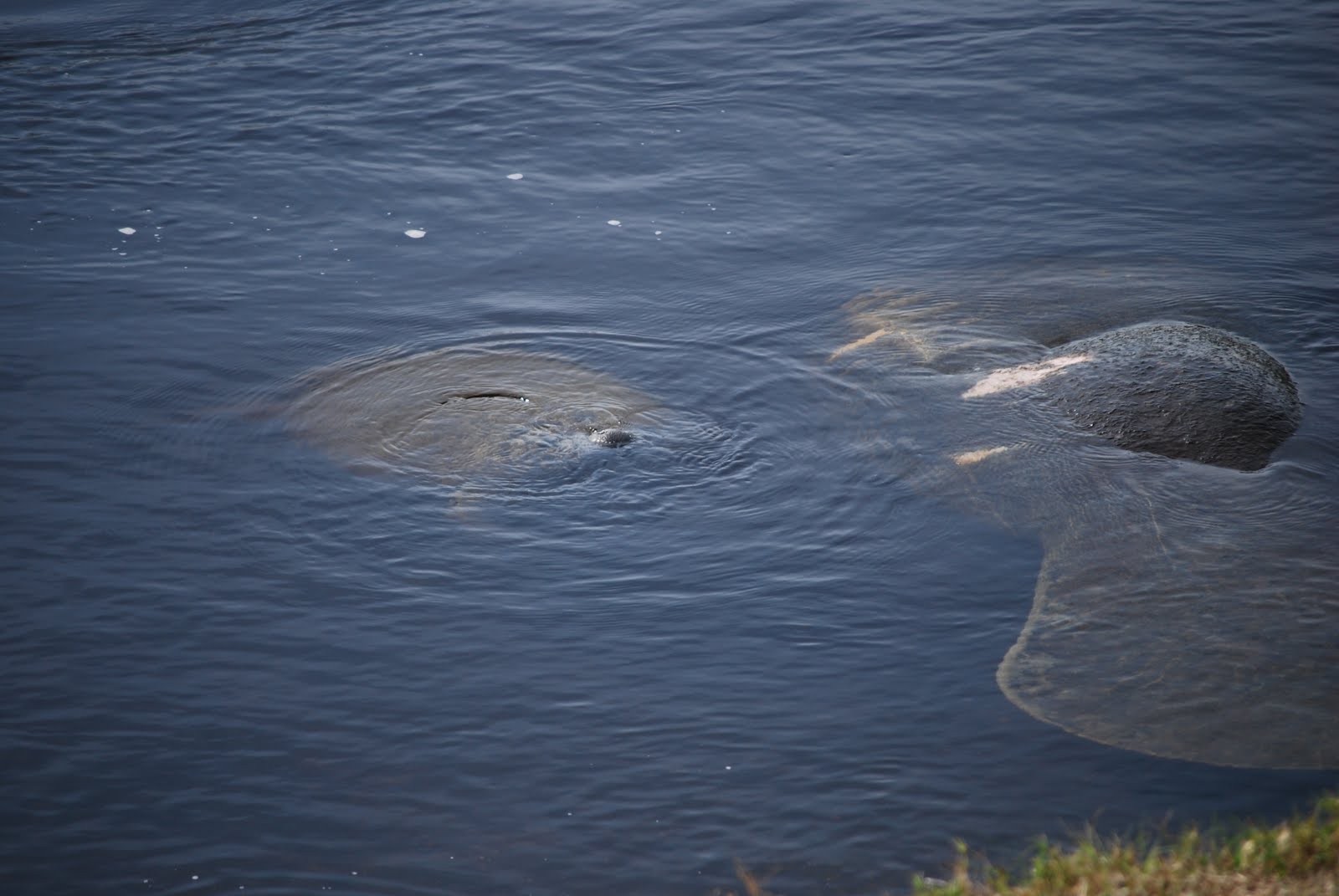 Life is a Highway: Florida Manatees, also called sea cows!