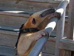 Relative of the anteater