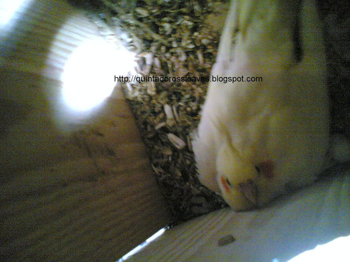 Caturra amarela no ninho com ovos