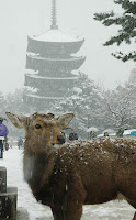 Nara Nara