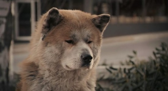 Hachi A Dog S Tale Movie Watch Online Free Hachi A Dog S Tale Movie Watch Online Free