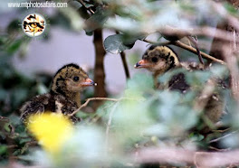 PICHONES de Pava Aliblanca