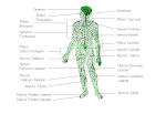 El sistema óseo humano