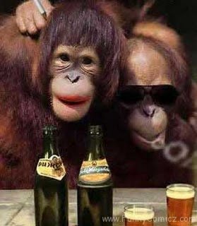 KOLEKSI FOTO MONYET LUCU