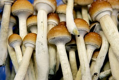 http://4.bp.blogspot.com/_WELZthGer6c/TD2baH3AVzI/AAAAAAAACR8/93LEVhlMzcA/s400/makana+beracun.jpg