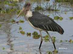 Marabou stork