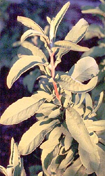 Salvia somalensis