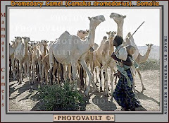 Camels