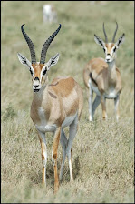 Gazelle