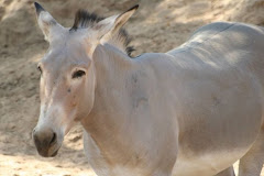 Somali Wild Ass (Dameer Duur)