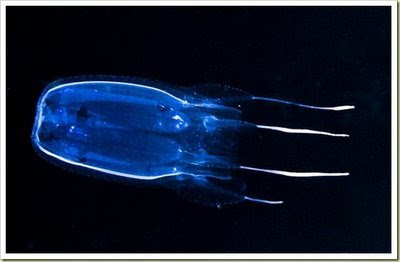 Box Jellyfish (Ubur – ubur kotak) - 10 Jenis Hewan Yang Sangat Mematikan - www.simbya.blogspot.com