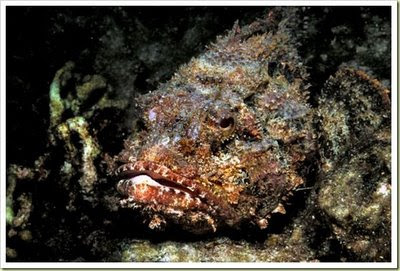 Stonefish (Ikan Batu) - 10 Jenis Hewan Yang Sangat Mematikan - www.simbya.blogspot.com