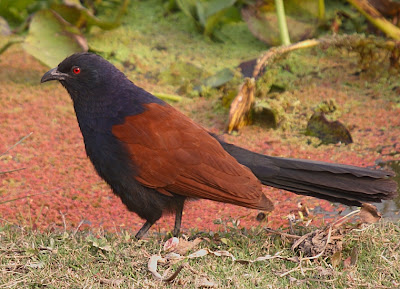 coucal.jpg