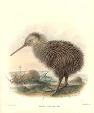 How the Kiwi Lost its Wings