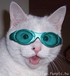 [cat+with+glasses.jpg]