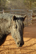 curly Horse