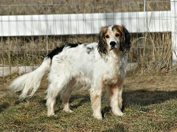 RILEY - English Setter Mix - Colorado