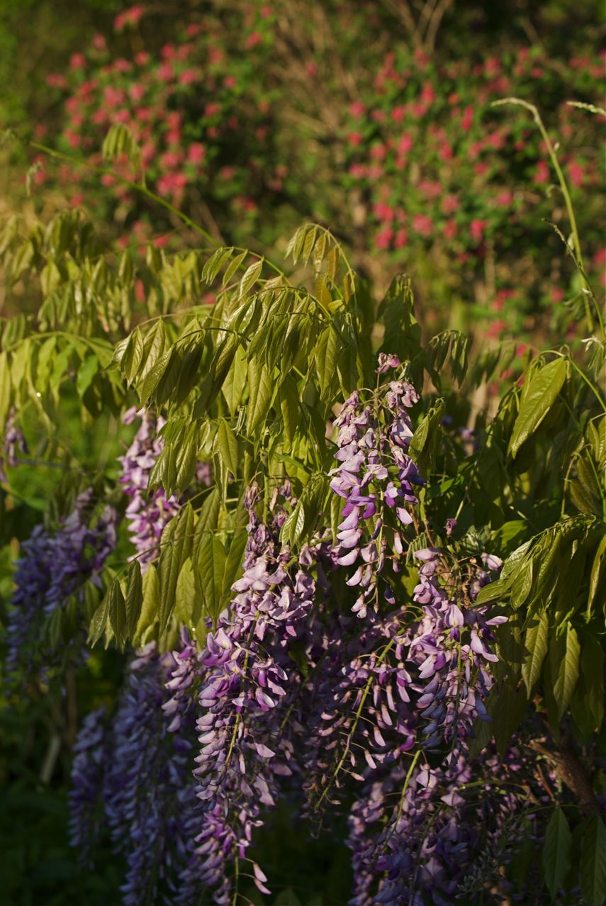 Flower Hill Farm Wisteria Hysteria!