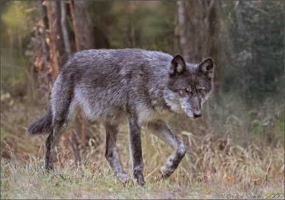 Northern Timber Wolf