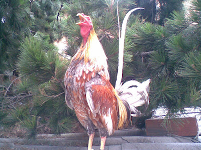gallo cantando en la mañana de colombia como un gallo fino