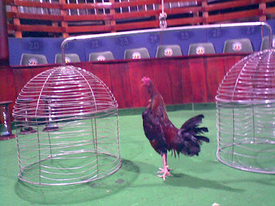 el lugar donde los gallos finos demuestran su fortaleza y jerarquia
