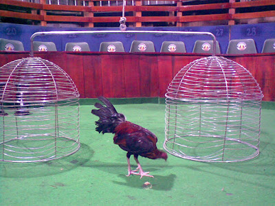 gallo fino en medio de las jaulas del ruedo