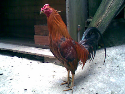 pollo padrote del criadero de los zorro ubicado en colombia