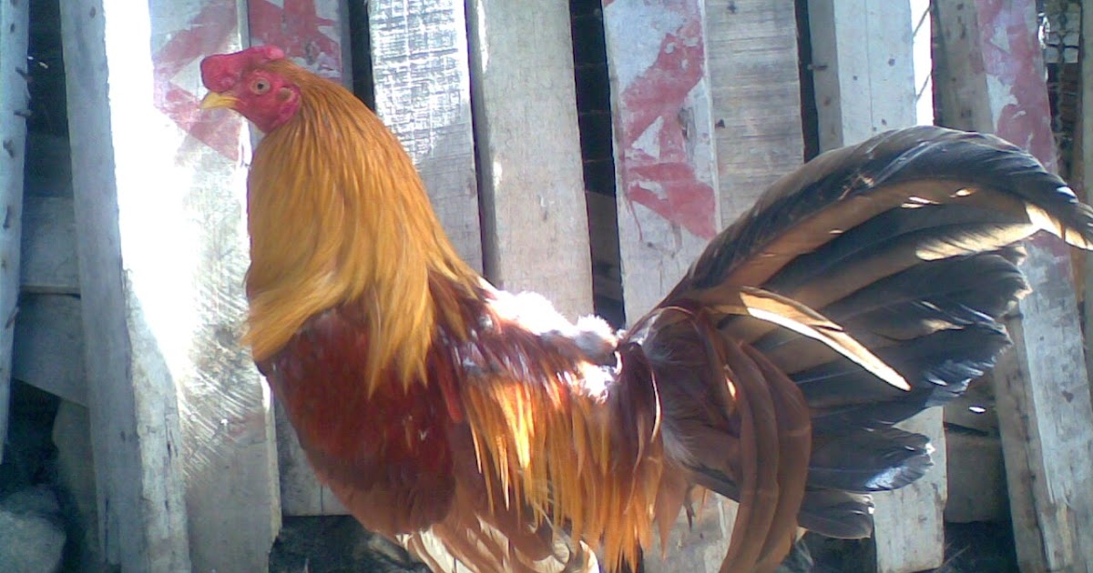 Gallo amarillo