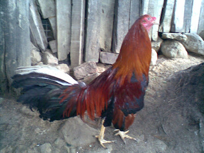 GALLO FINOS COLOMBIANO gallo finos colombiano: