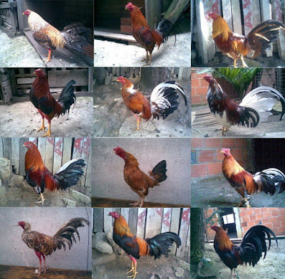 imagen que muestra 12 gallos finos para pelear como una cuerda en gallera
