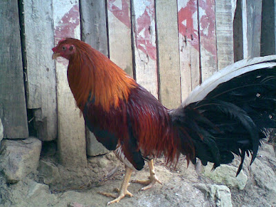 imagen del gallo campeon del criadero zorro demostrando clase