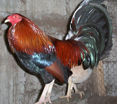 Granja Greer Criadero Los Zorro Gallo Bate Mexicano Granja Greer Criadero Los Zorro Gallo Bate Mexicano