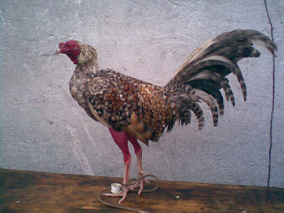gallo jabado que ocupo el segundo mejor puesto de razas originales de gallos finos