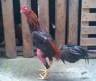 pollo colorado gigante raza shamo en colombia del criadero