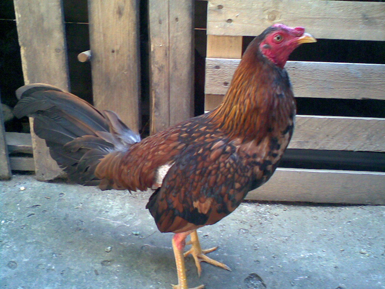 Fotografias de gallos de pelea 28 Fotografias de gallos de pelea 3