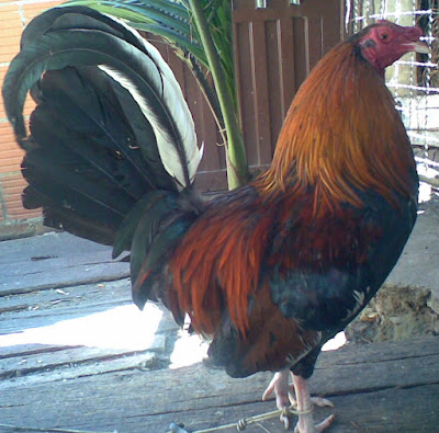 GALLO FINOS COLOMBIANO gallo finos colombiano: