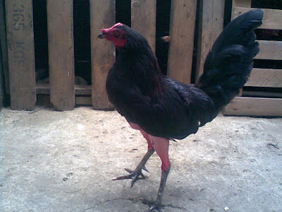 gallo de combate de color negro listo para pelear posando para camaras