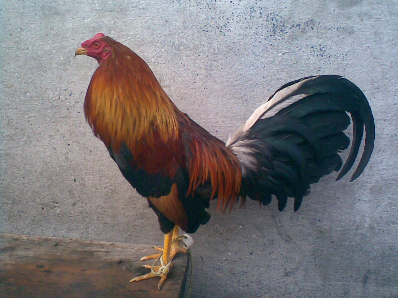 GALLO FINOS COLOMBIANO gallo finos colombiano: