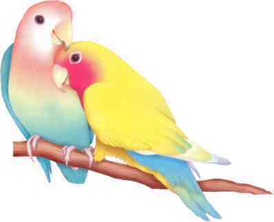 Lovebirds - 2
